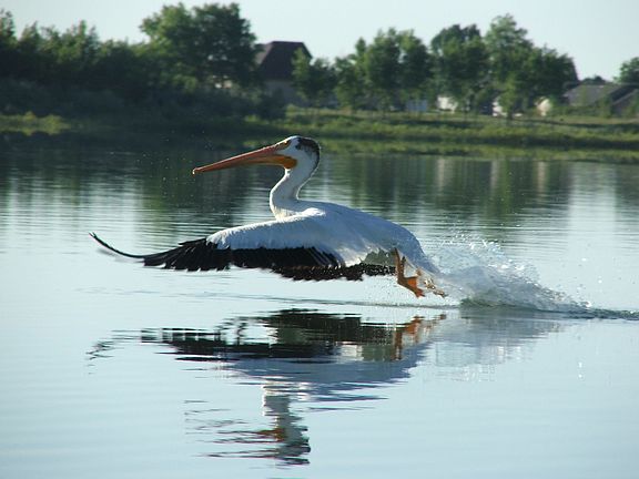 Pelican on Richards Lake