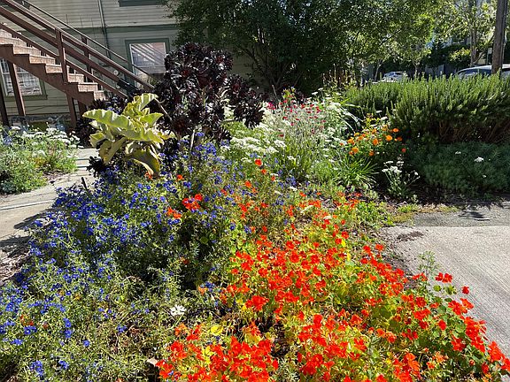 Springtime Front Yard