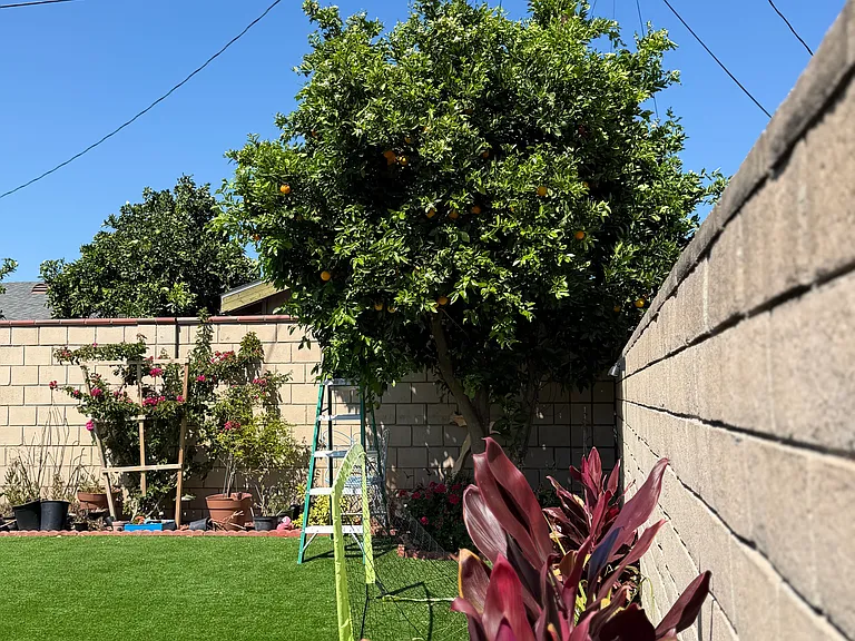 Sweet Orange tree.