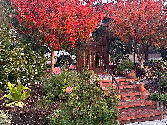 1st level garden, plenty of flowers to share