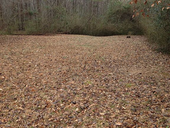 Backyard at edge of woods