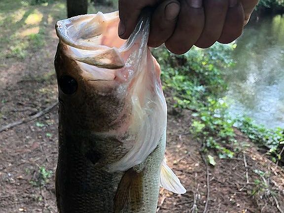 Fishing in your backyard