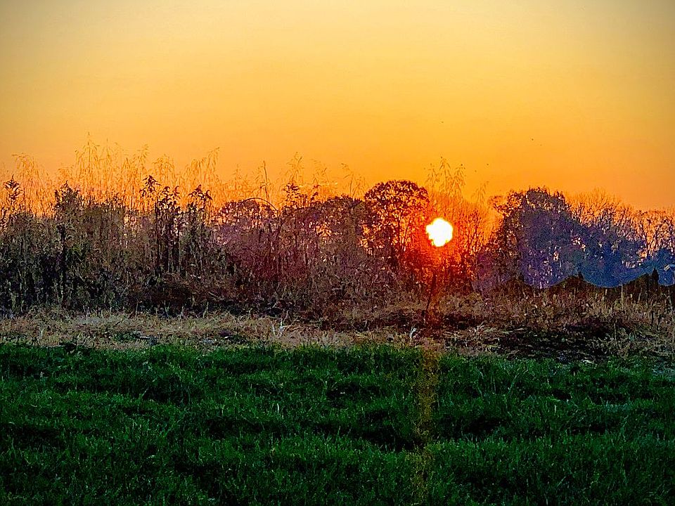 Morning backyard view