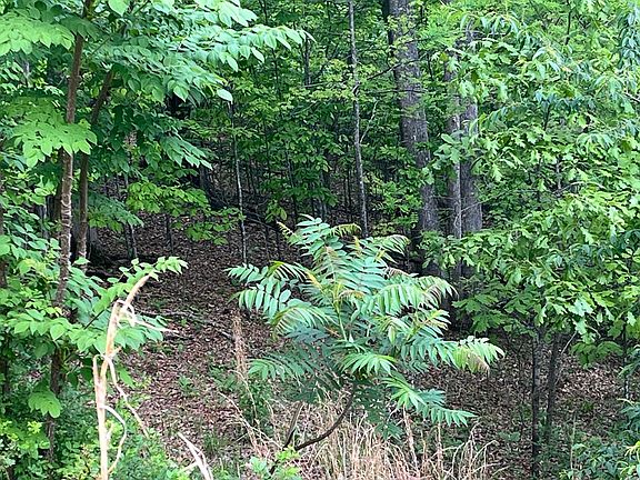 3rd image of LOT 10 Summit Trl