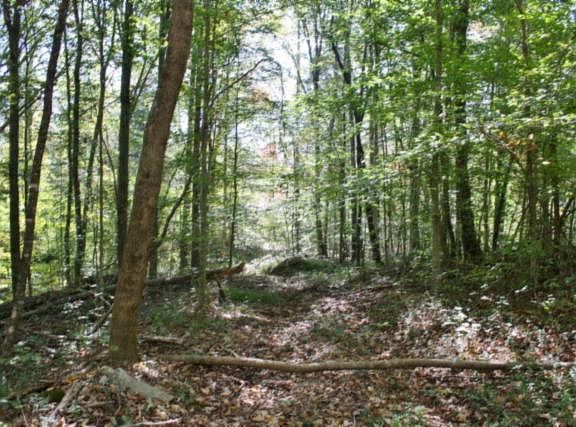 3rd image of 131.30 Acres Little Upper Crab Creek Road