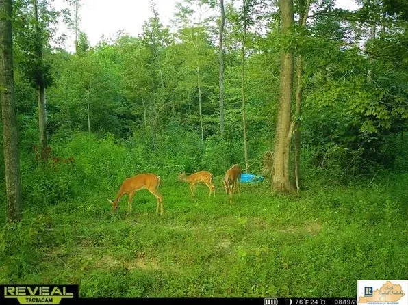 710 Robinson Ridge Rd, Knifley, KY 42753