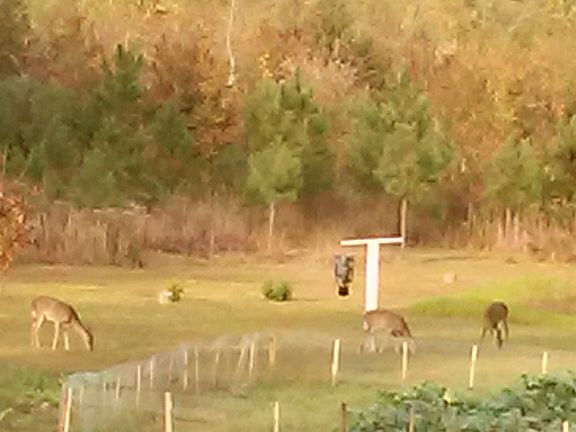 Plenty of deer!