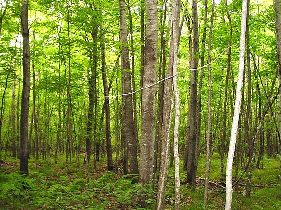 5th image of 80 Acres on Bailey Road