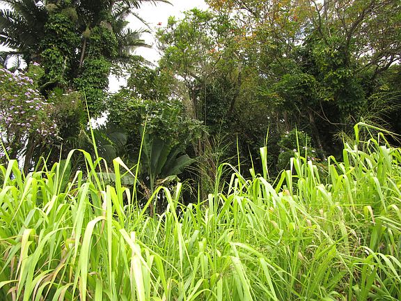 3rd image of Puualaea Homestead Road A Lot 9-A-1