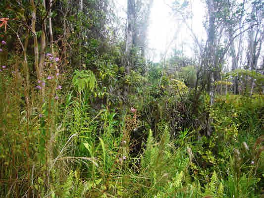 2nd image of Noe Kuahiwi Rd Lot 3
