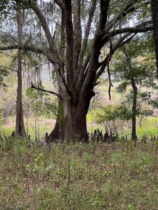 Hiamonee Dr, Tallahassee, FL, 32312