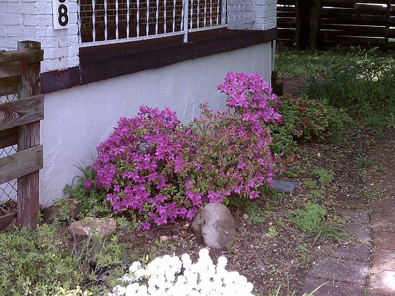 House Front Flowers