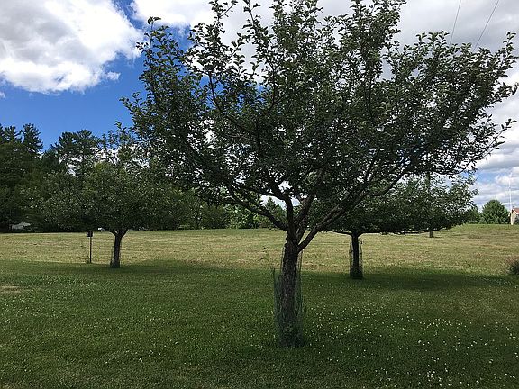One of the apple trees!
