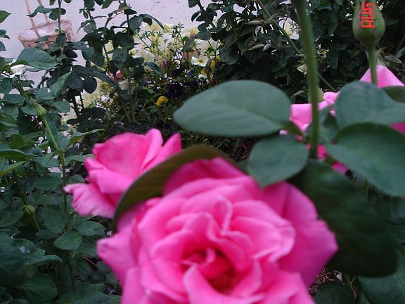Garden roses
