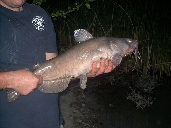 catfish caught in lake