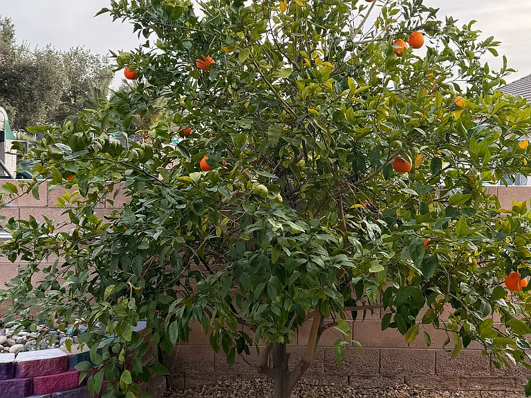 orange tree