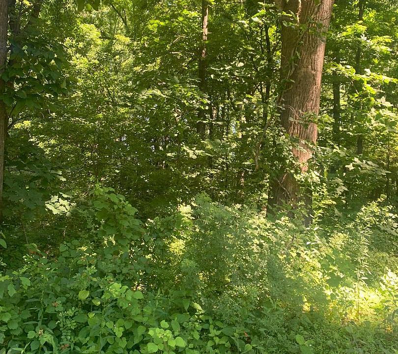 2nd image of Forest Rd