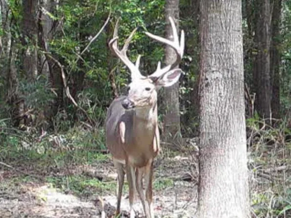 11255 Old Port Gibson Rd, Hermanville, MS 39086
