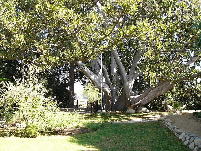 Moreton Bay Fig tree.