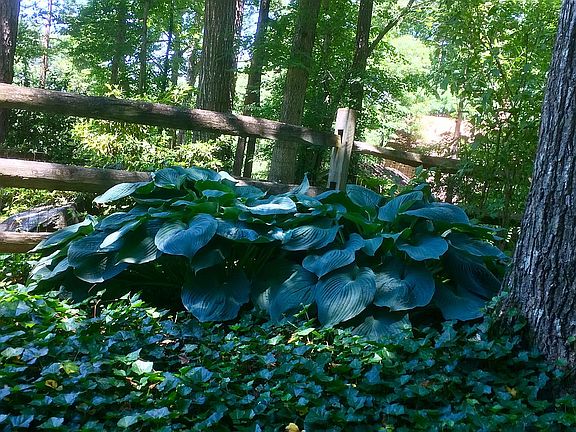 Garden off of driveway