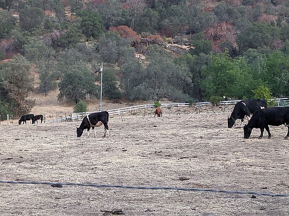 Cross fenced Pasture 
