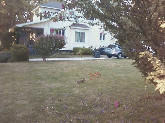 bunny stays with home