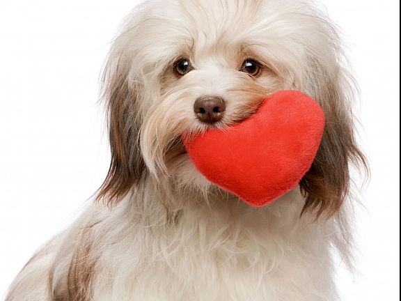 Your Small Furry Friend is Welcome