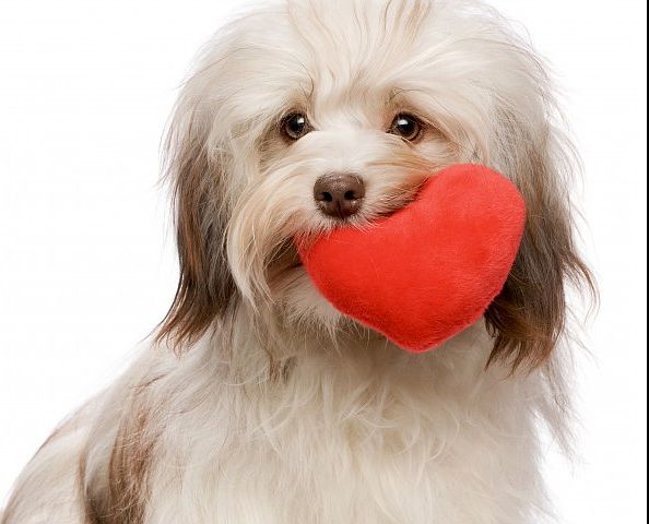 Your Small Furry Friend is Welcome