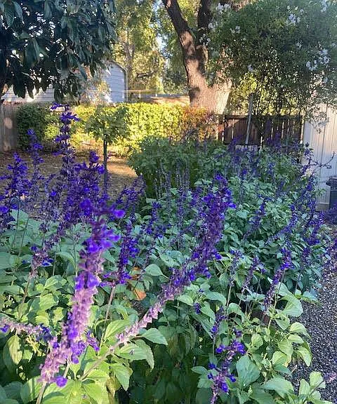 flowers in back