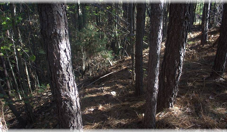 2nd image of 3130 Liverpool St Lot 8