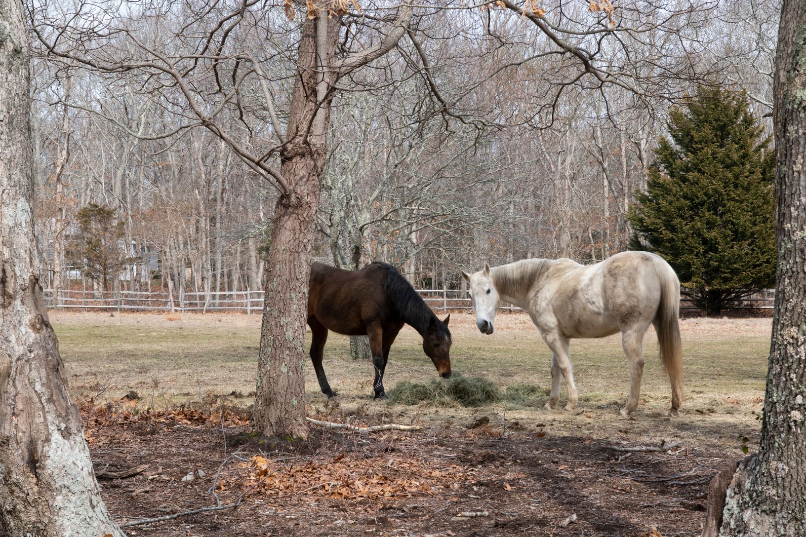 Bingo & Bandit