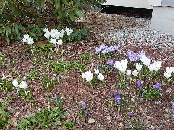 Spring Crocus