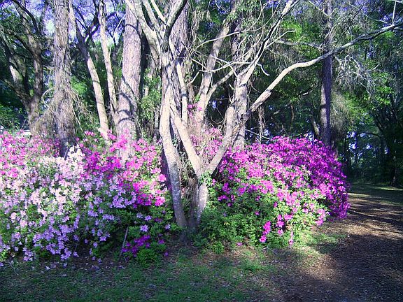 azaleas in spring