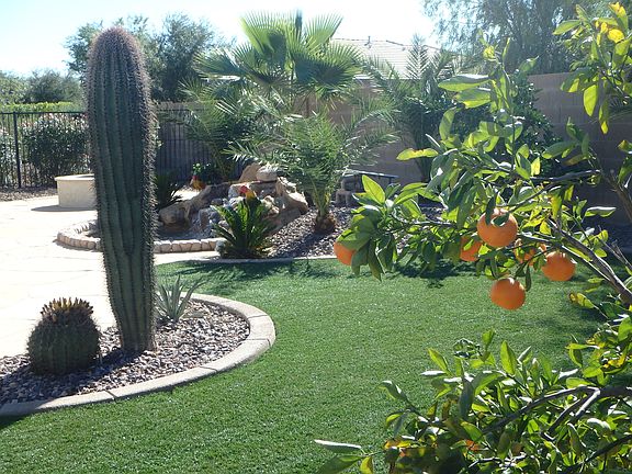 Back Yard
