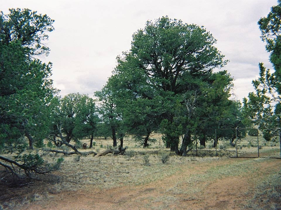 Pinon, Juniper, Cedars