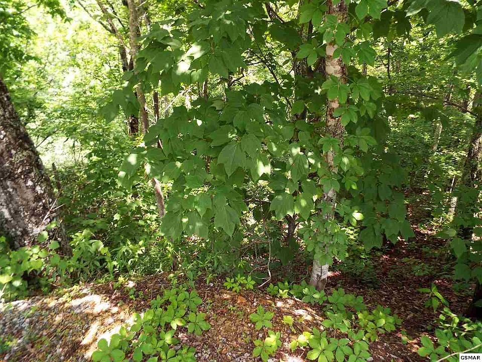 1st image of 11 Wildcat Ridge Rd Lot 11