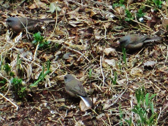 Oregon juncos
