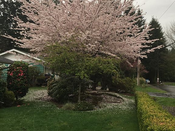 Cherry in bloom