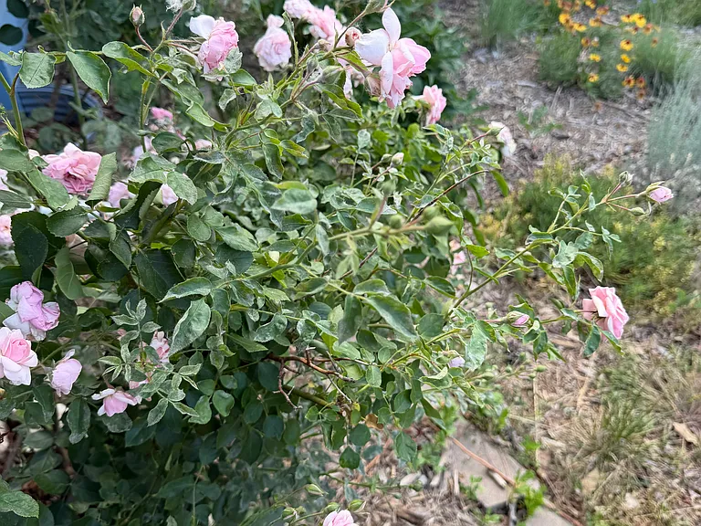 Front garden