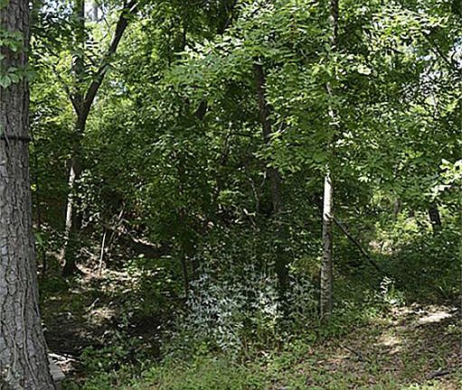 Another view of the large mature trees.