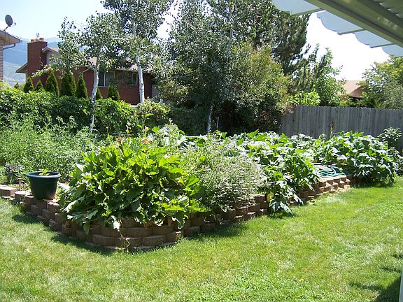 Backyard garden area