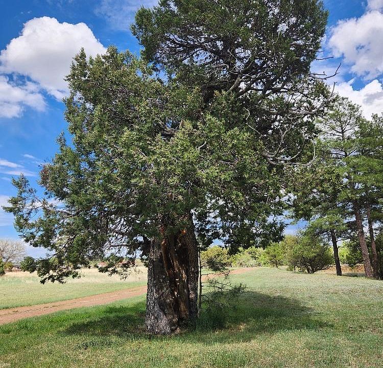 1364 Pinedale Rd, Pinedale, AZ 85934 Zillow