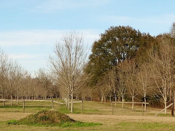 Horse Farm/Pecan Orchard