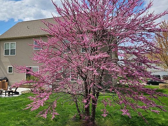 Eastern redbud