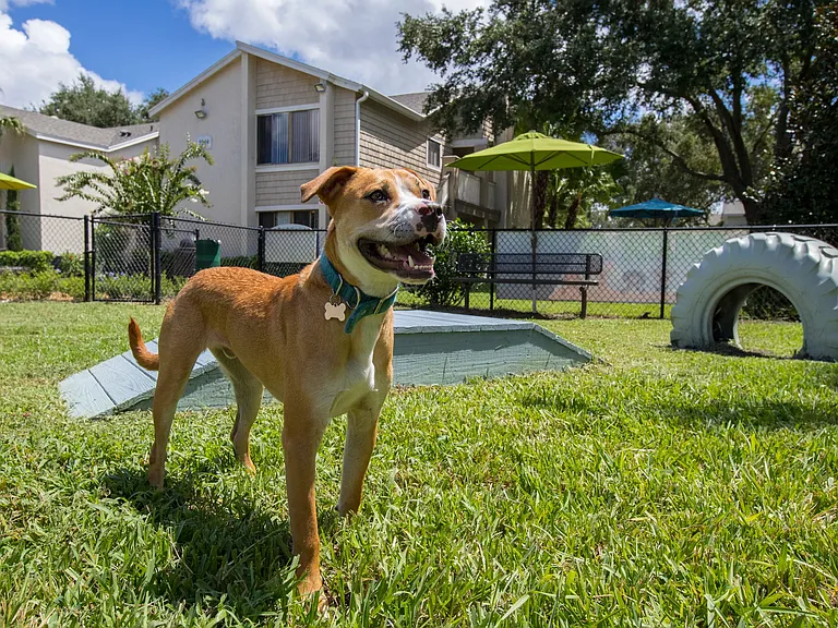Harper Grand is a pet-friendly community in Orlando, boasting a vibrant 'Bark Park,' where we invite your furry friends to play and explore.