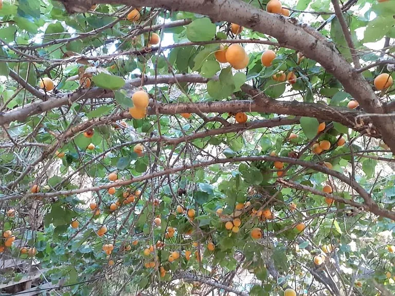 Old Topanga Canyon Rd — Photo 17