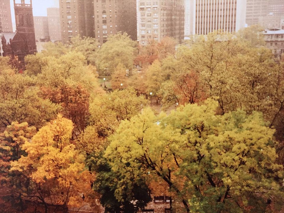 Fall View from your window