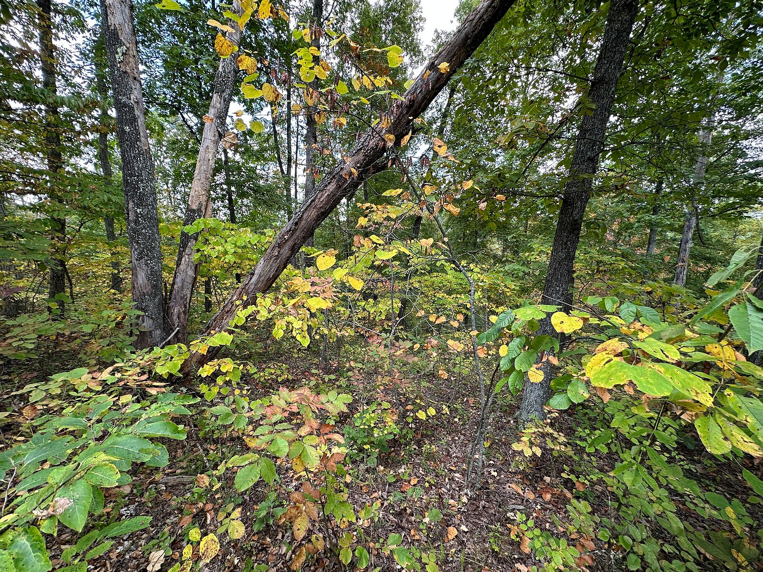 2 Williams Crk, Rush, KY 41168 MLS 23019054 Zillow