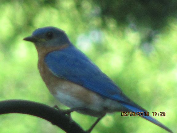 Beautiful Birds Everywhere