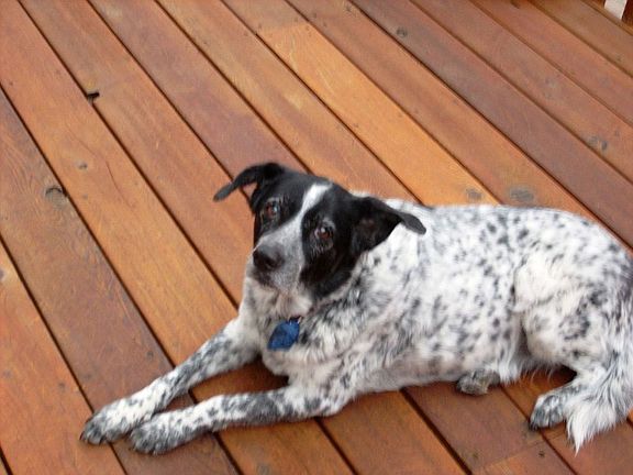 Sedona chillen on the back deck.